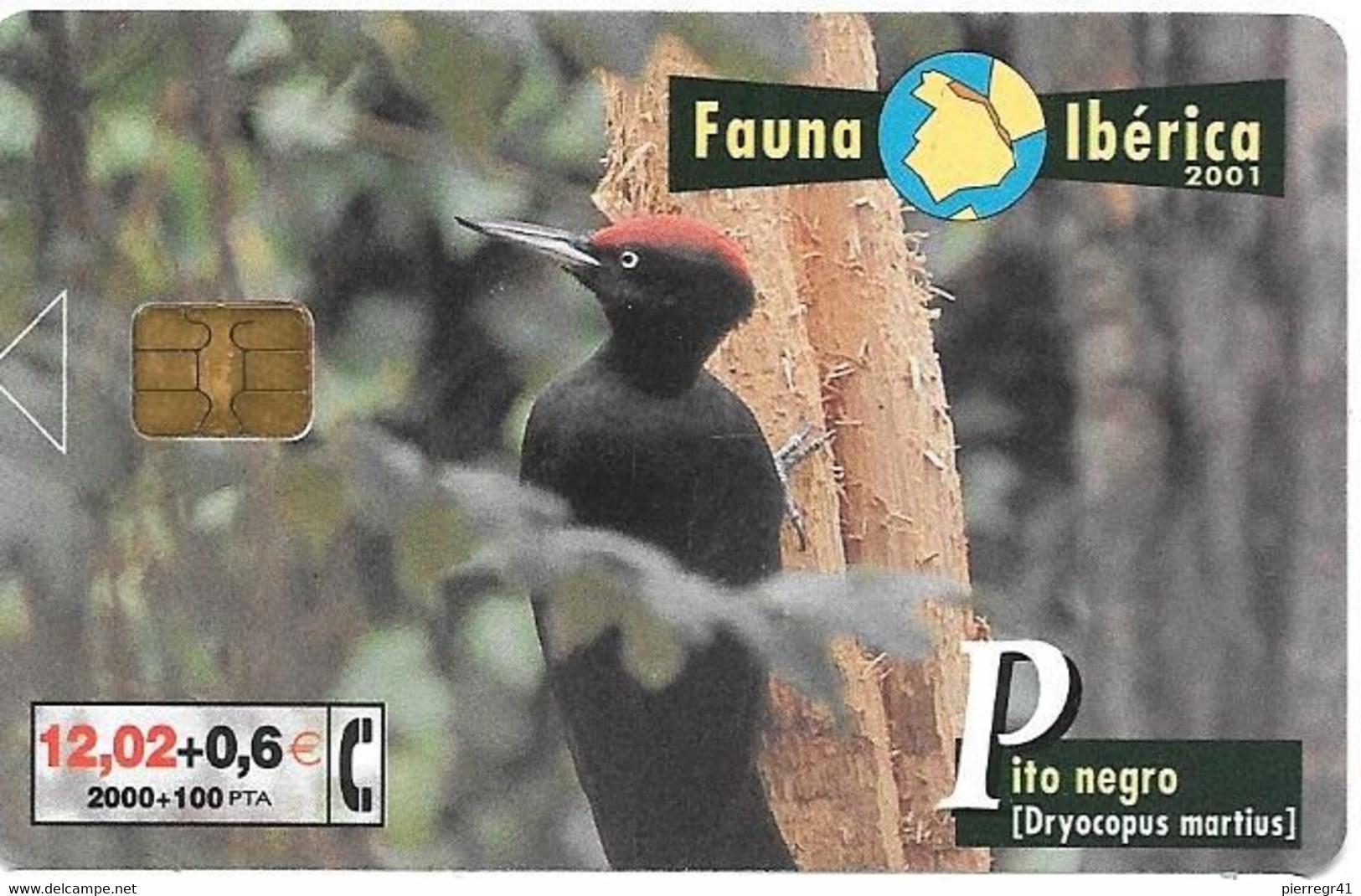 CARTE-PUCE-ESPAGNE-06/01-GEM-OISEAU-PIC NOIR-PITO NEGRO-TBE - Songbirds & Tree Dwellers