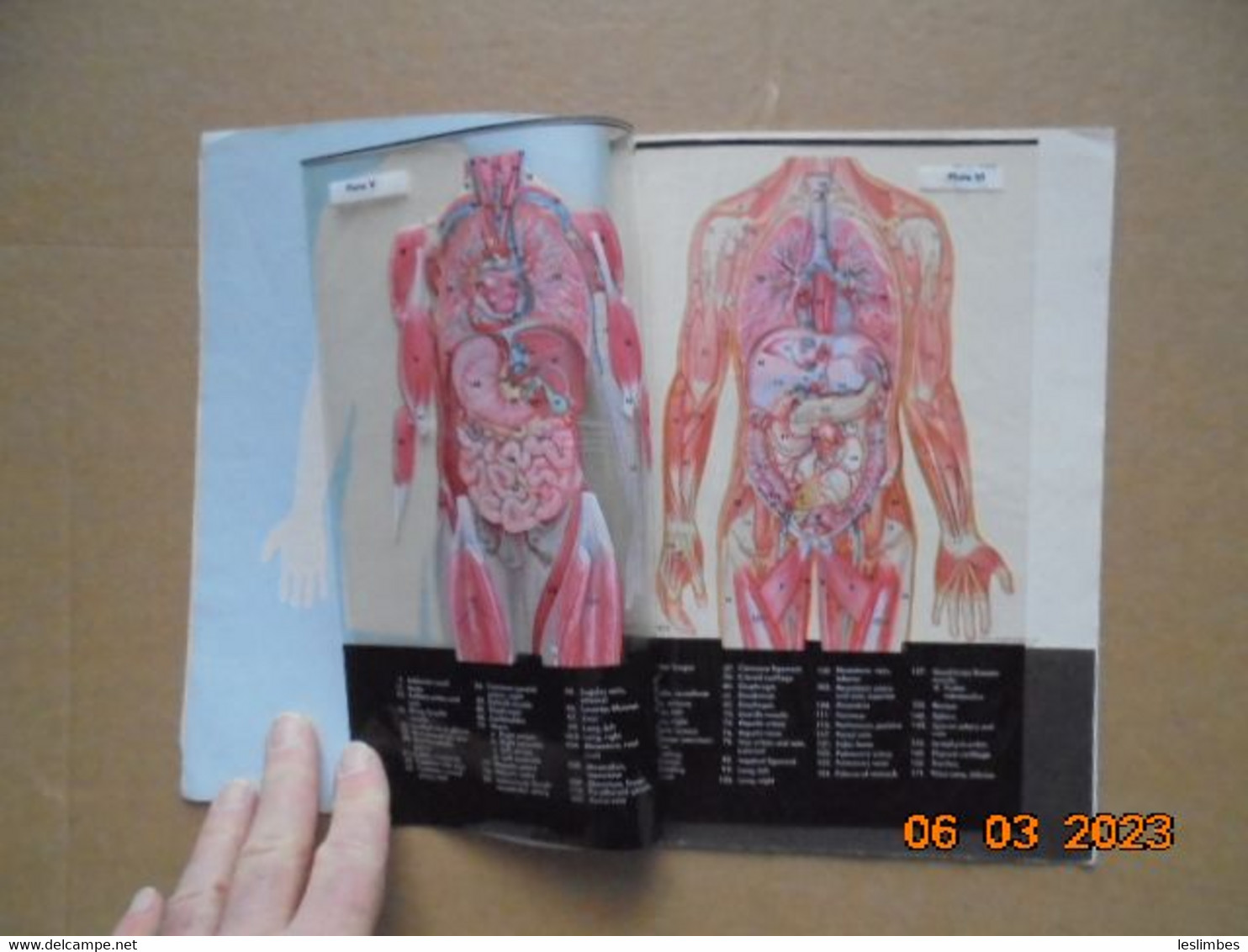 Human Anatomy 15 Full-Color Plates With 6 In Transparent "Trans-Vision" Showing Structure Of The Human Torso - Erste Hilfe