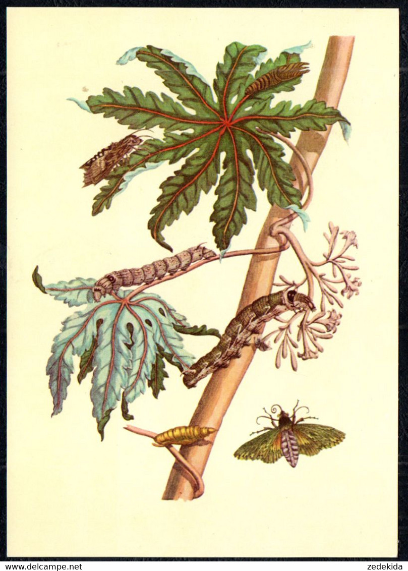 G1965 - TOP Merian Maria Sibylla Künstlerkarte - Nach Handkollierten Kupferstich - Verlag Seemann DDR - Medicinal Plants