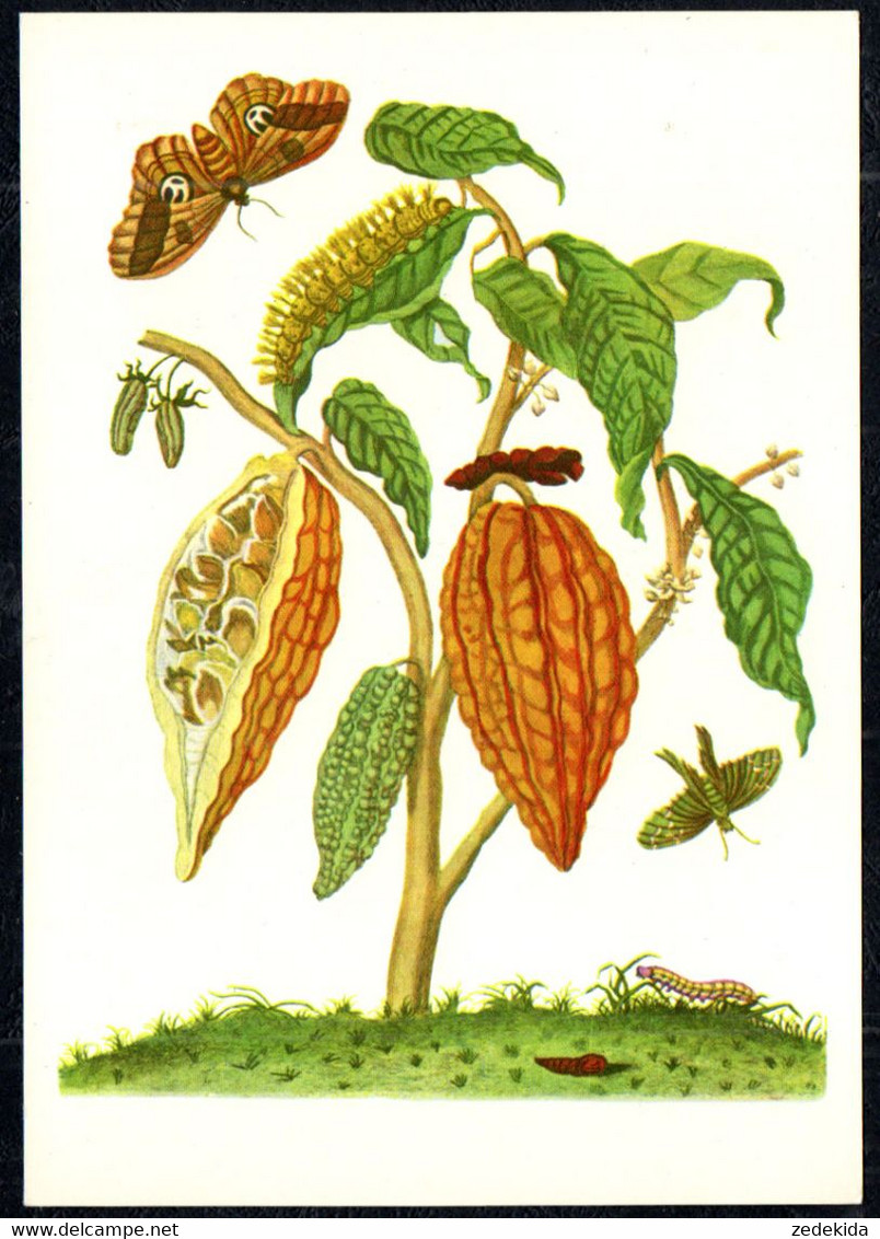 G1968 - TOP Merian Maria Sibylla Künstlerkarte - Kakao Nach Handkollierten Kupferstich - Verlag Seemann DDR - Medicinal Plants