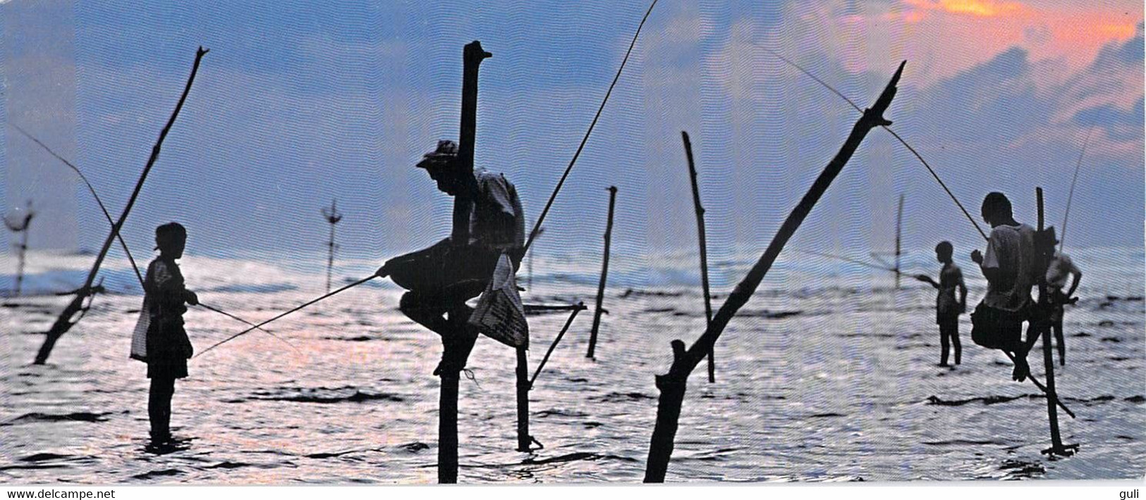 Asie > SRI LANKA  Weligama Pêcheurs Perchés Pêche - CPM GRAND FORMAT 22.5  X 10.5 Cms  H 3555 Photo Jeremy Horner-corbis - Sri Lanka (Ceylon)