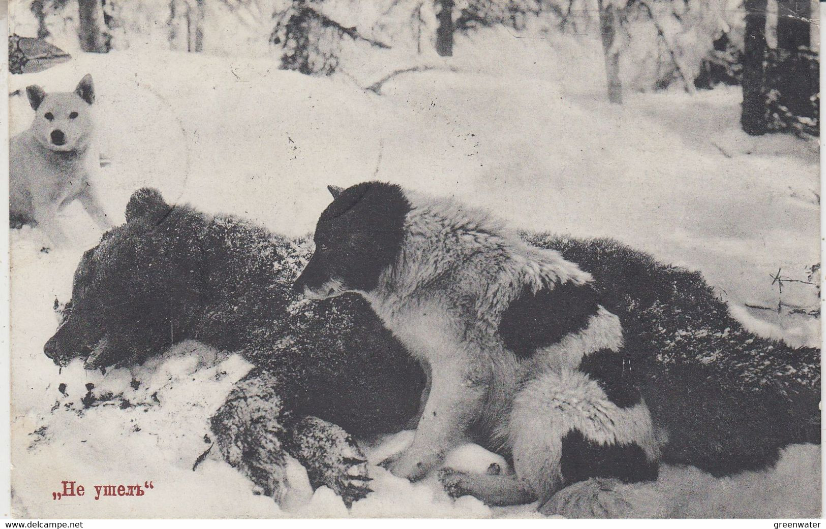 Russia Postcard Bear, Dogs In The Arctic Ca Archangelsk 29.05.1913. (RR154A) - Faune Arctique