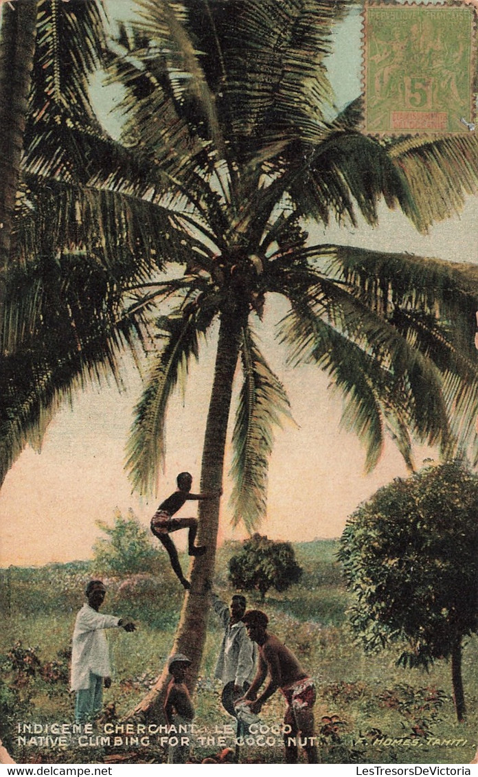 Tahiti - Indigène Cherchant Le Coco - Edit. F. Homes - Animé - Colorisé - Carte Photo Ancienne - Tahiti