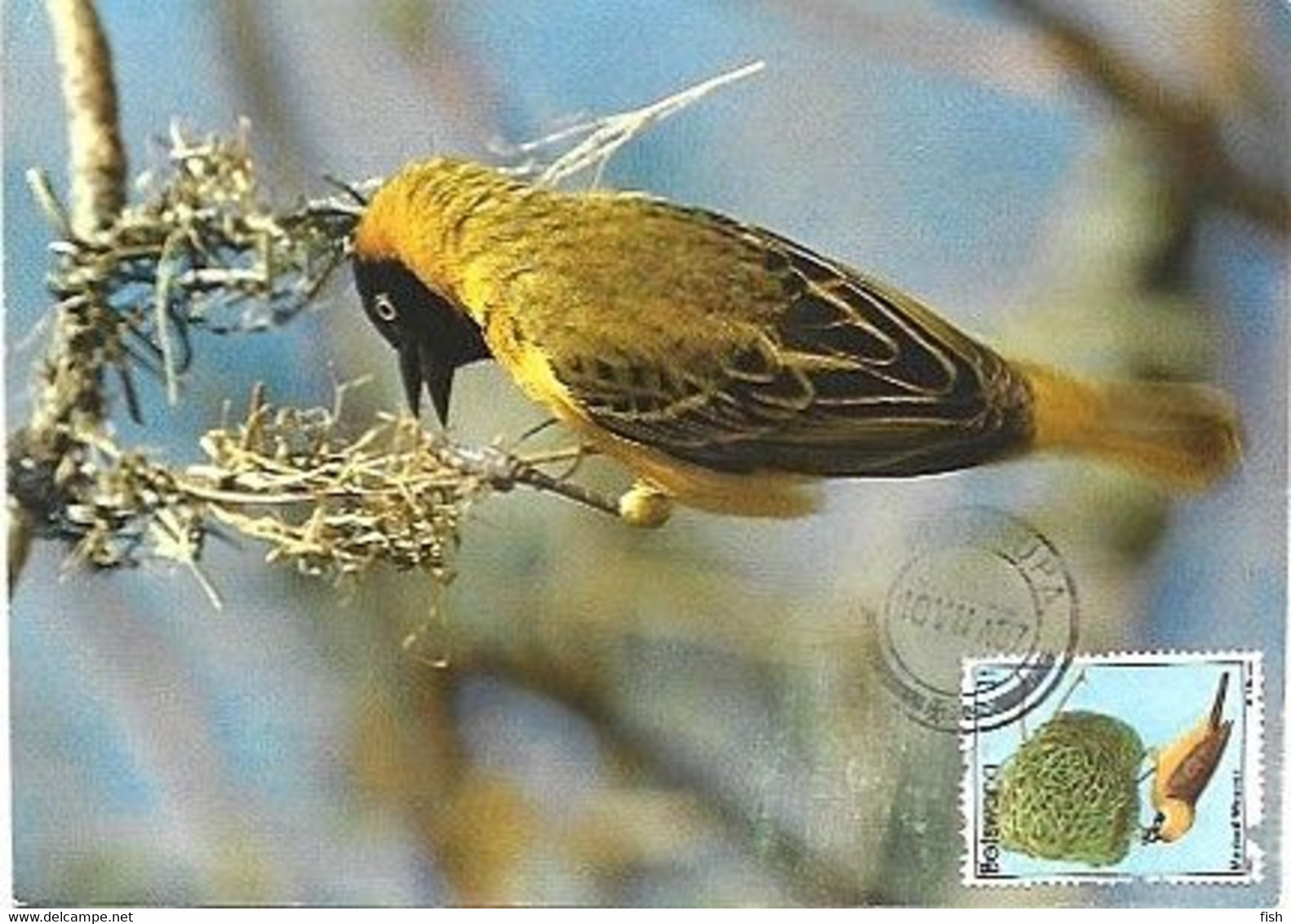 Botswana & Marcofilia, Lesser Masked Weaver, Moshupa A Maputo, Harare, Gaborone, Moçambique 1987 (5567) - Botswana