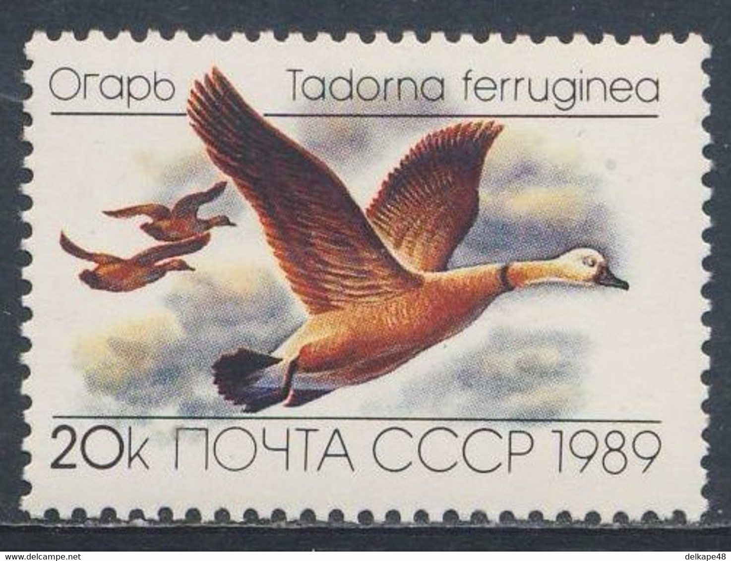 Soviet Unie CCCP Russia 1989 Mi 5967 YT 5641 Sc 5785 SG 6013 ** Tadorna Ferruginea: Rostgans/ Ruddy Shelduck / Roestgans - Oies