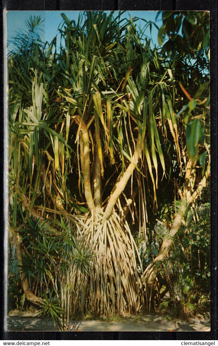 301u * PANDANUS UTILIS * EDISON GARDENS * FORT MYERS * FOTO **!! - Fort Myers