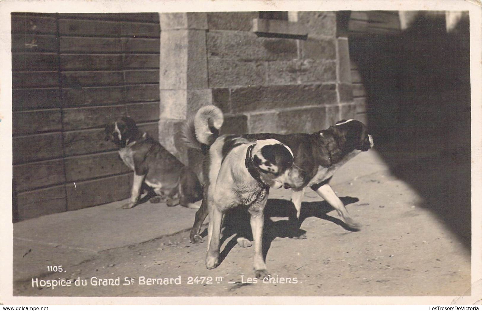 SUISSE - Hospice Du Grand St Bernard - Les Chiens - Carte Postale Ancienne - Bern