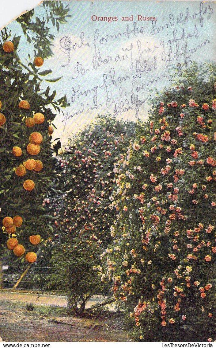 USA - ARIZONA - Oranges And Roses - Carte Postale Ancienne - Andere & Zonder Classificatie