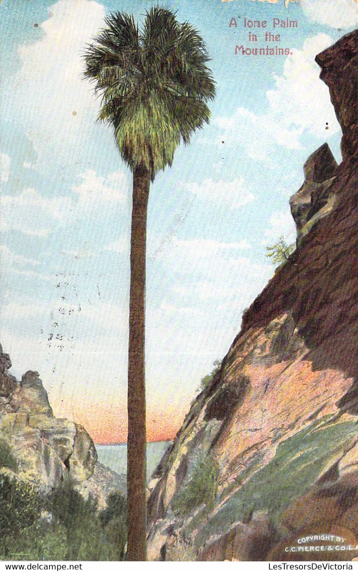 USA - ARIZONA - A Ione Palm In The Mountains - Carte Postale Ancienne - Altri & Non Classificati