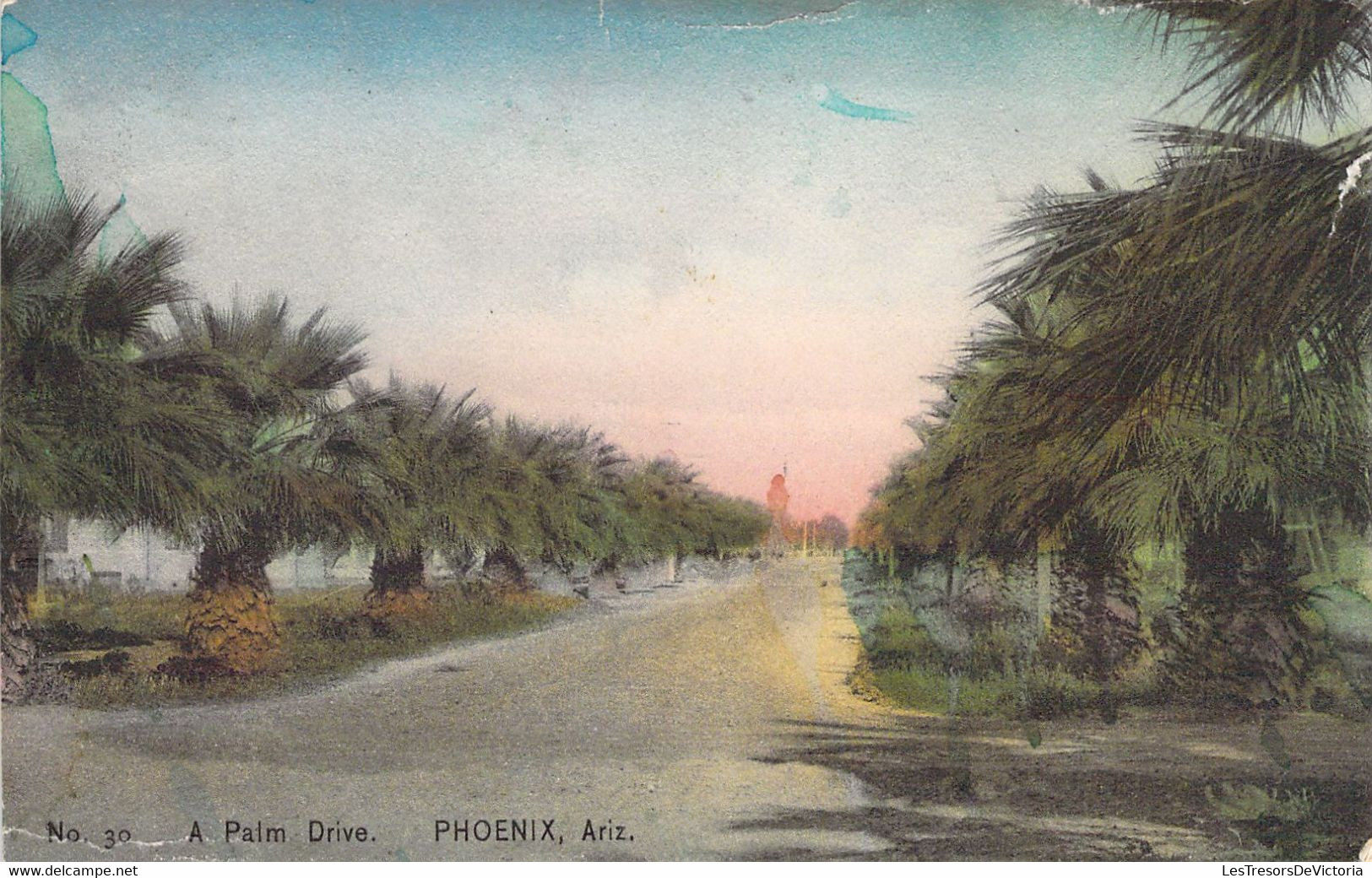 USA - ARIZONA - A PALM DRIVE - Carte Postale Ancienne - Autres & Non Classés
