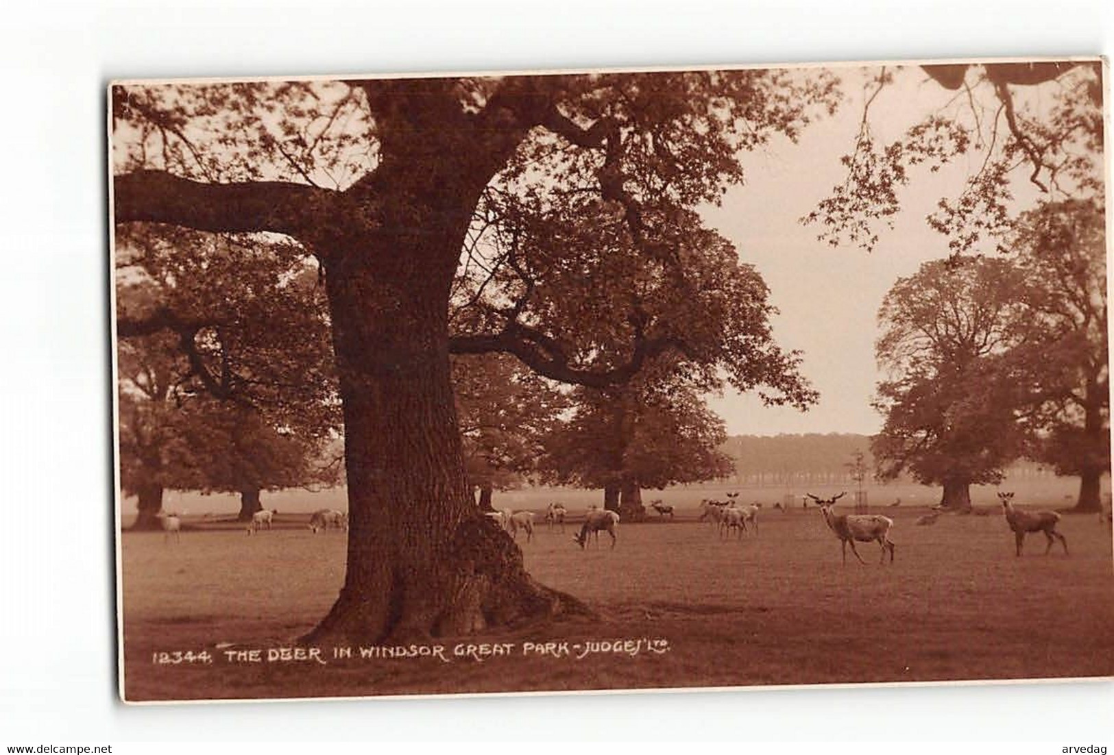 B116 THE DEER IN WINDSOR PARK - JUOGES - Windsor