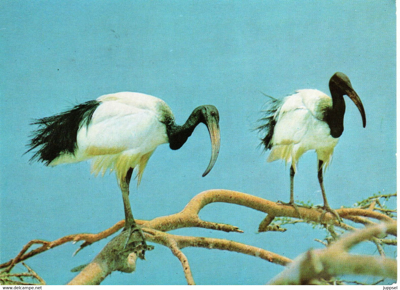 ETHIOPIA,  Picture Postcard, Bird, Swallow     /    ÉTHIOPIE,    Lettre,   Oiseau, Hirondelle       1972 - Zwaluwen