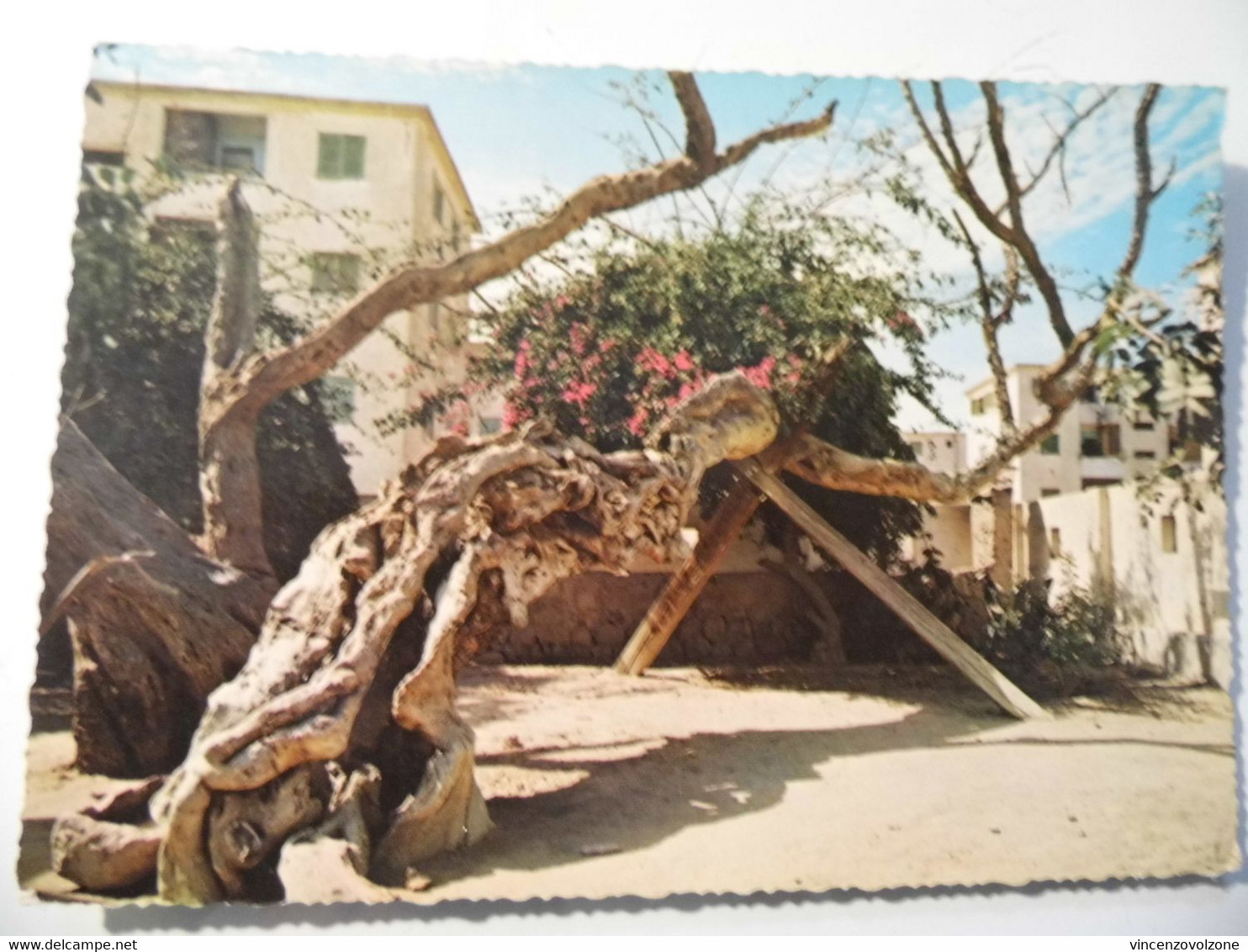 Cartolina "MATARIA Tree Of Saint Mary" - Matariyya