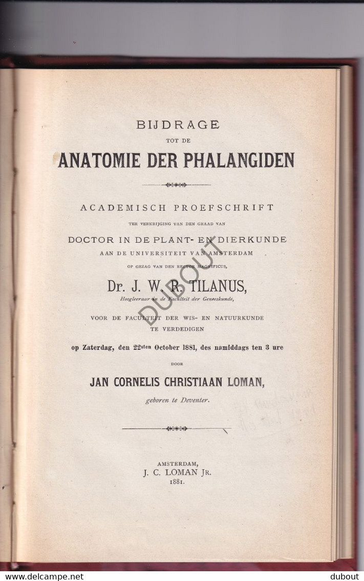 Biologie: Anatomie Der Phalangiden - Thesis, Amsterdam, J. Loman, Deventer - 1881 - Met Uitslaande Illustratie (V2293) - Oud