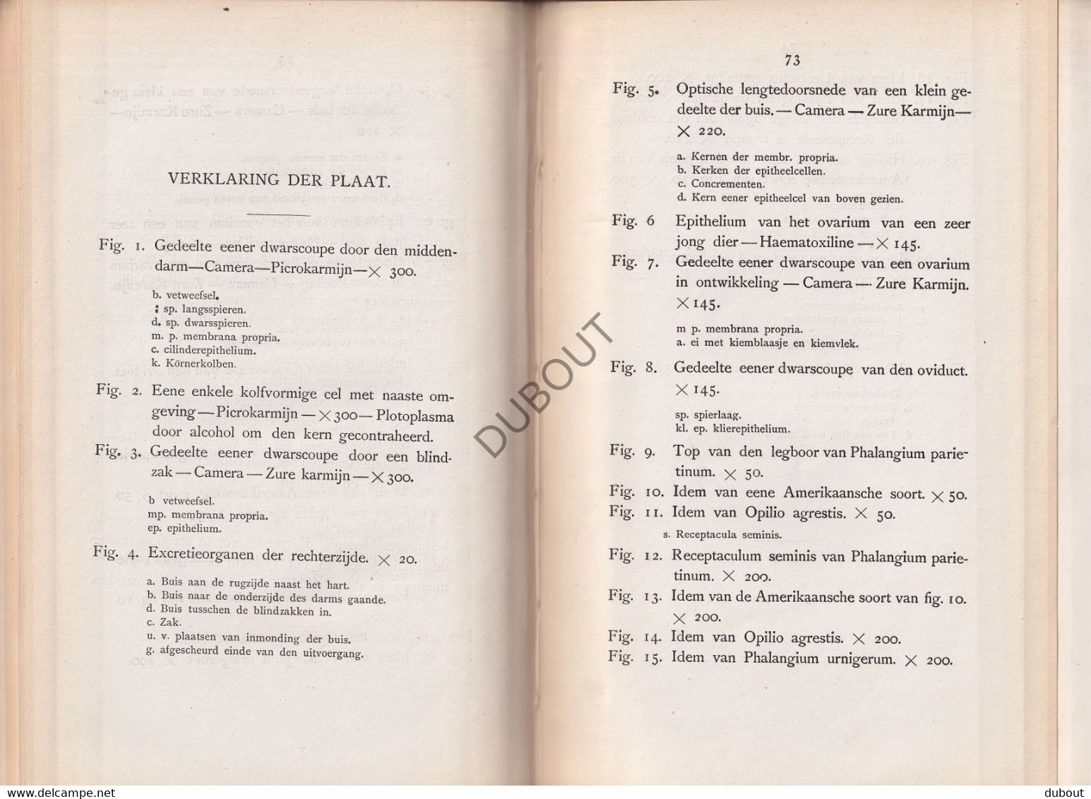 Biologie: Anatomie Der Phalangiden - Thesis, Amsterdam, J. Loman, Deventer - 1881 - Met Uitslaande Illustratie (V2293) - Antique