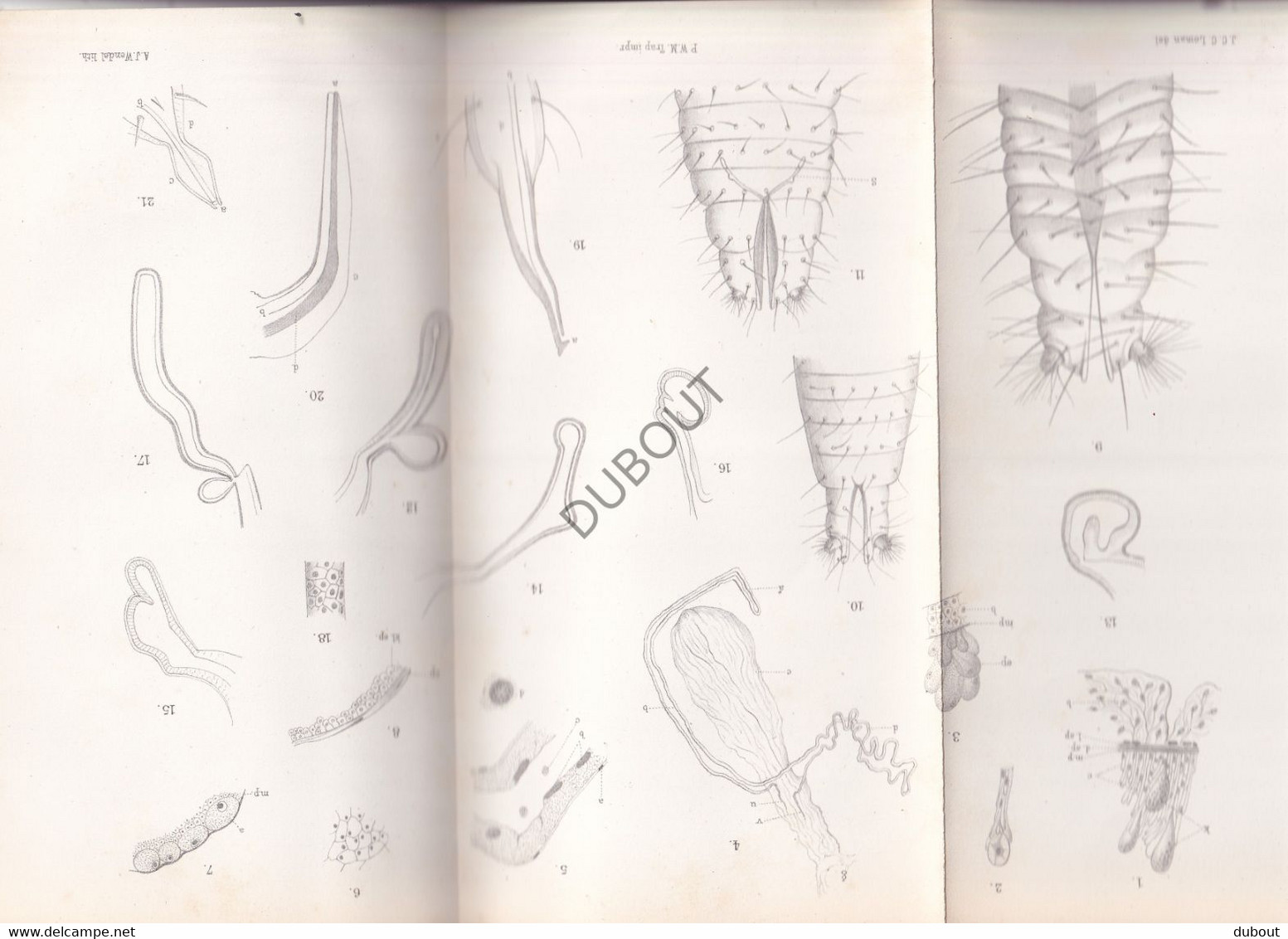 Biologie: Anatomie Der Phalangiden - Thesis, Amsterdam, J. Loman, Deventer - 1881 - Met Uitslaande Illustratie (V2293) - Antique