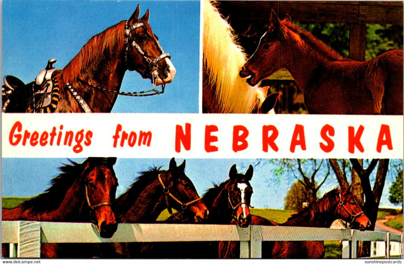 Greetings From Nebraska Split View With Horses - Souvenir De...