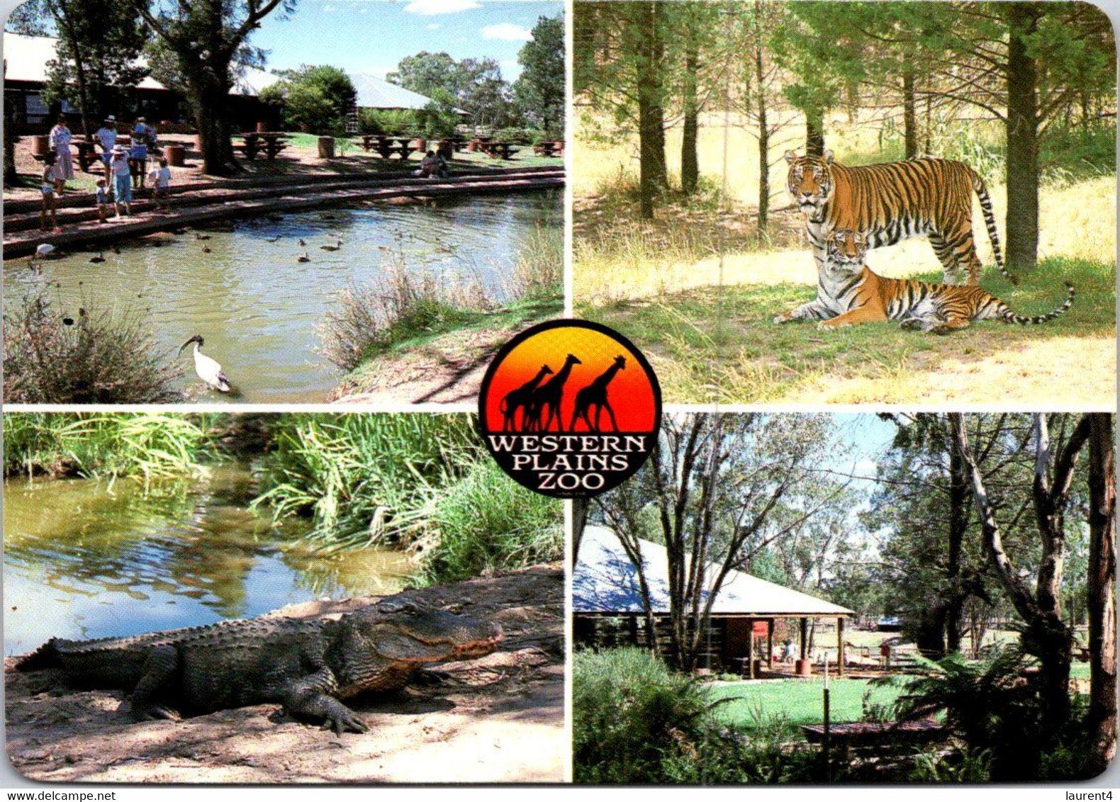 (2 P 15) Australia - NSW - Dubbo Western Plain Zoo - With Special Zoo Giraffe Postmark 1989 Over Sheep Stamp - Dubbo