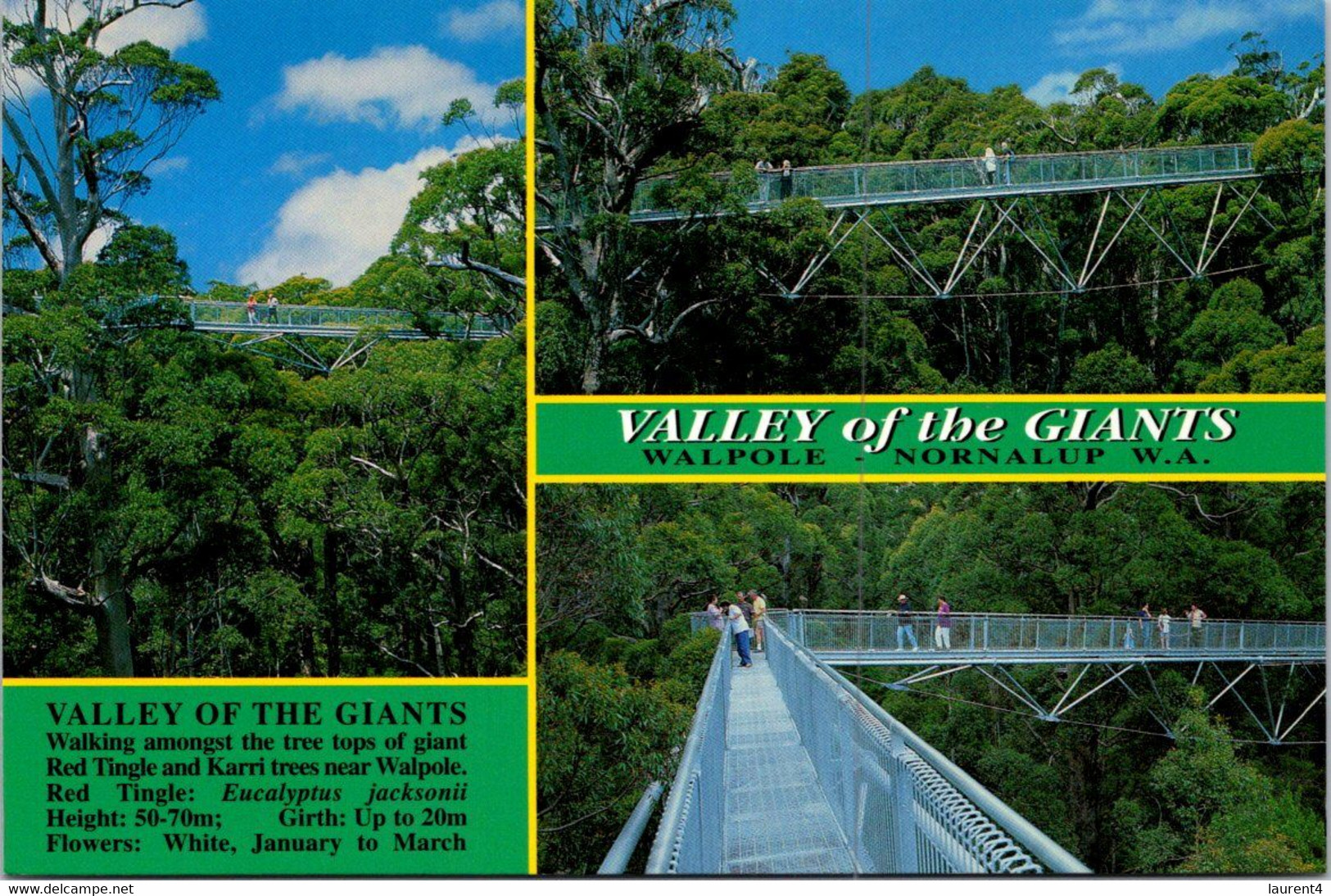 (2 P 15) Australia - WA - Walpole - Giant Tree Valley (with Bird Stamp) - Autres & Non Classés