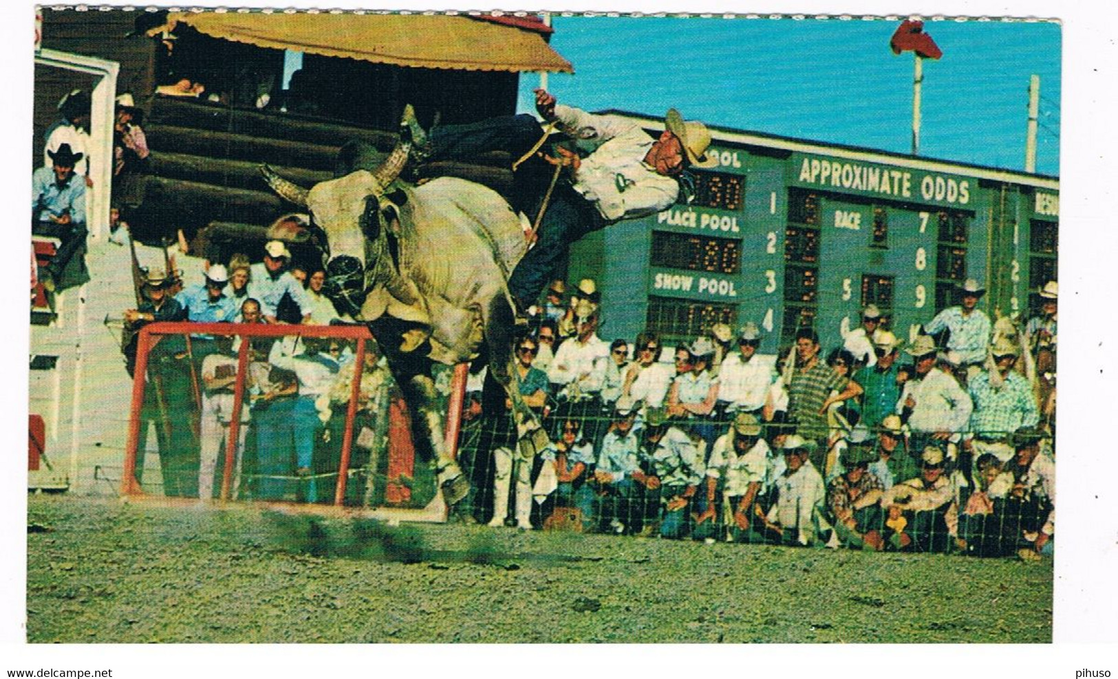 CAN-248  CALGARY : Stampede - Brahma Bull Riding - Calgary