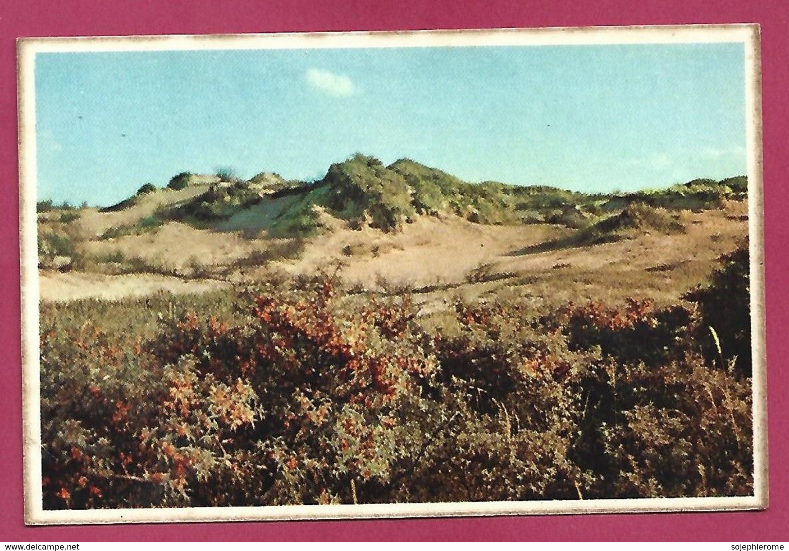 Dunes Et Argousiers (plante Médicinale) 2scans - Geneeskrachtige Planten