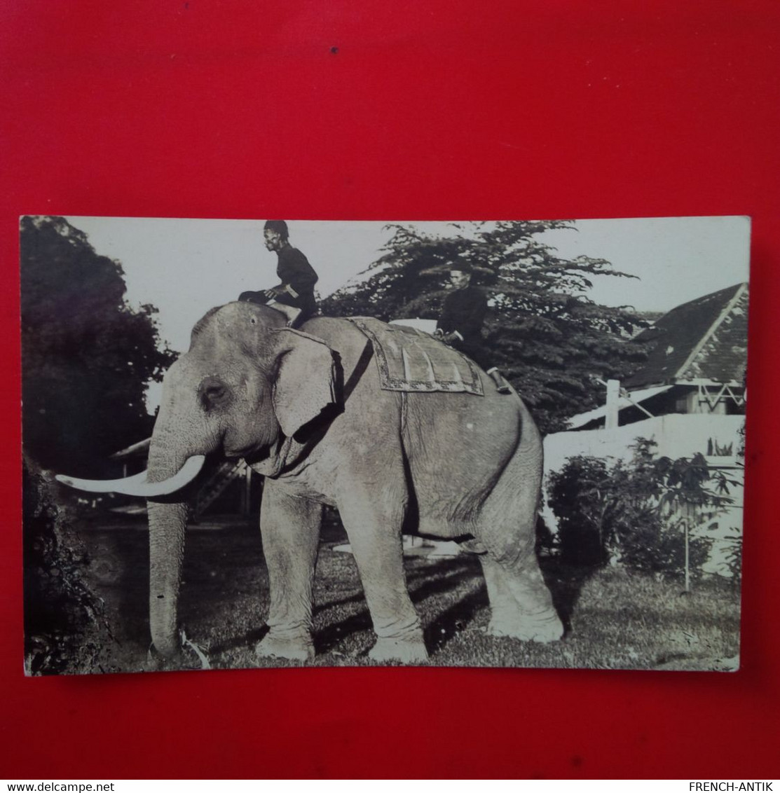 CARTE PHOTO ELEPHANT ASIE ? - Éléphants