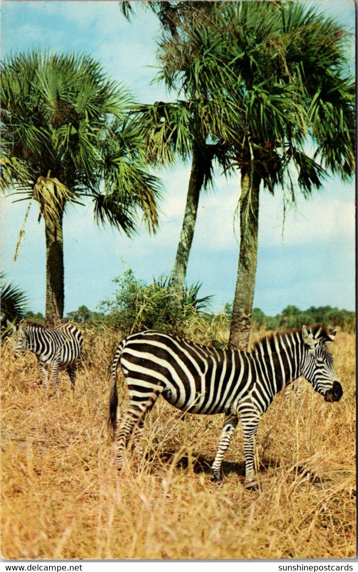 Zebra At Africa U S A Boca Raton Florida - Zebra's