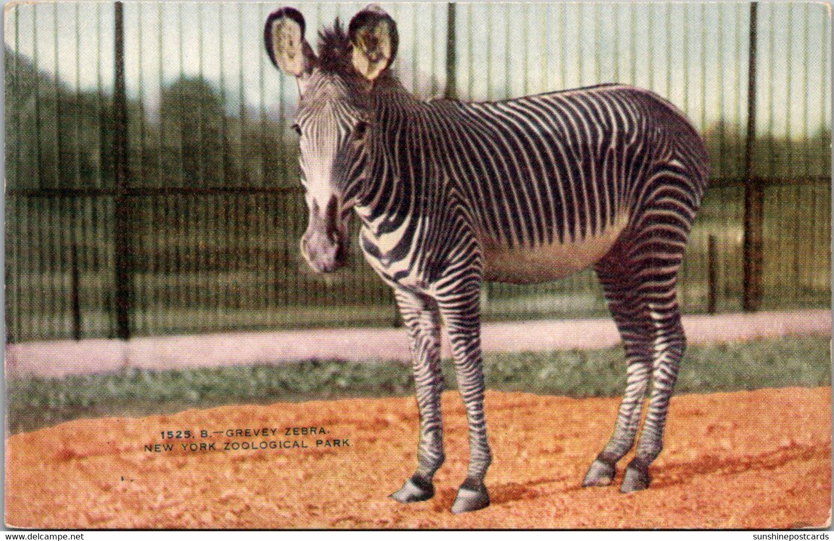 Grevy Zebra New York Zoological Park - Zèbres