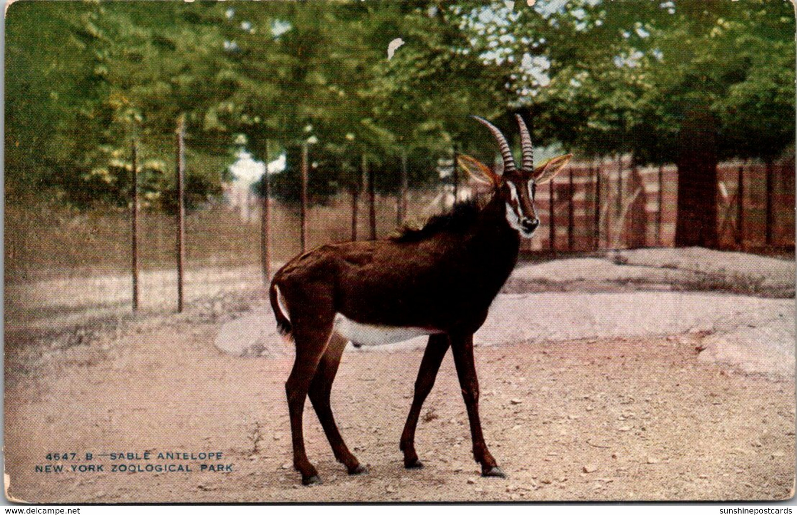 Group Of Grants Zebras At The Catskill Game Farm Zoological Garden Catskill New York - Zèbres