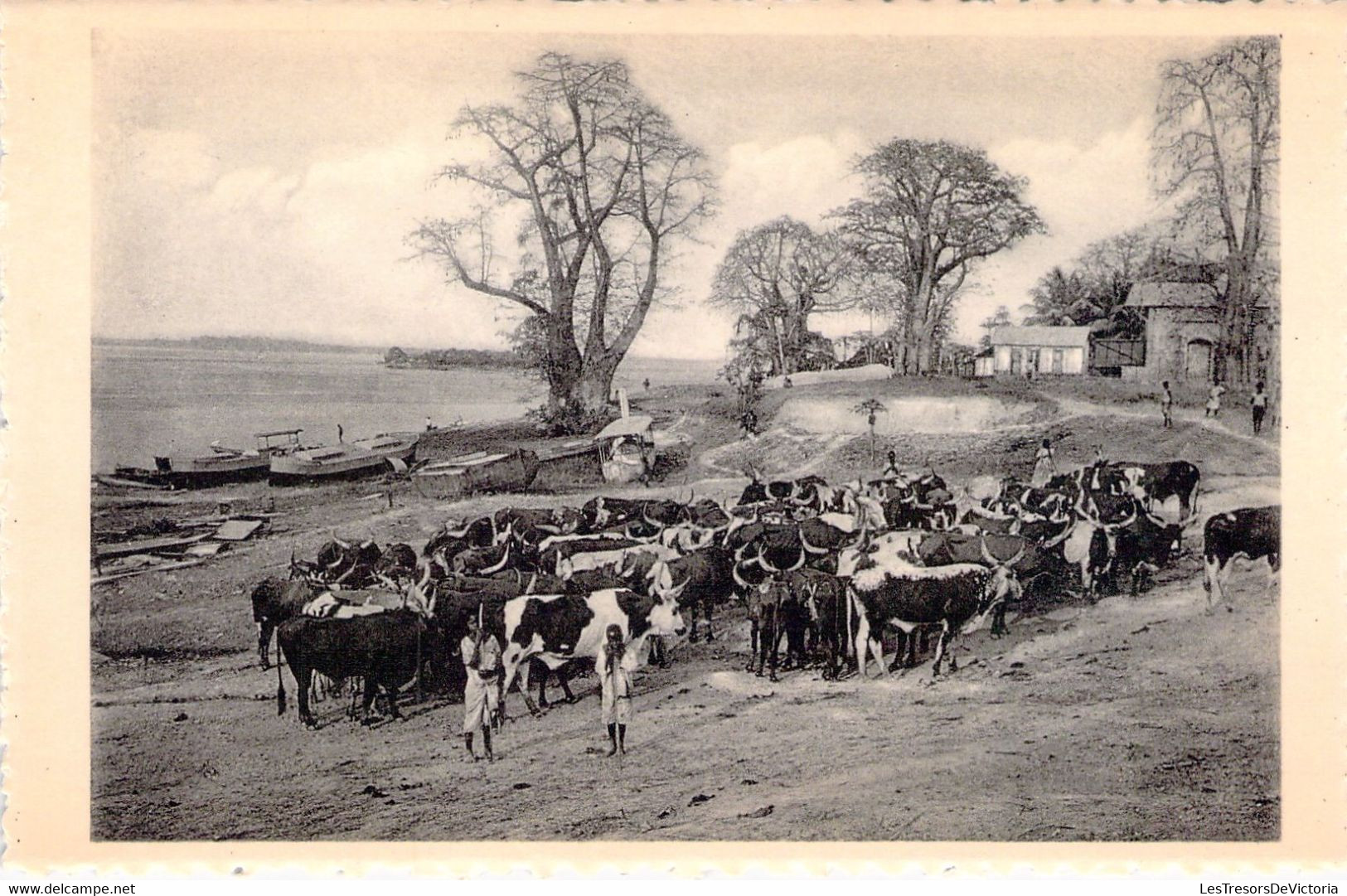 REPUBLIQUE CENTREFRICAINE - Baobabs Et Bétail à Léopoldville - Carte Postale Ancienne - Repubblica Centroafricana