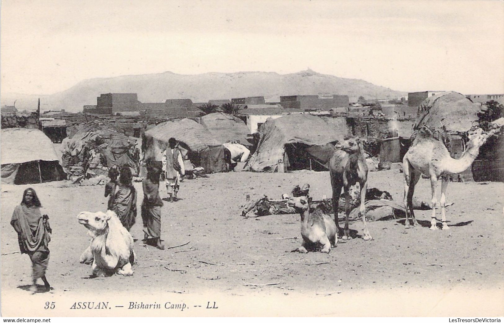 EGYPTE - Assuan - Bisharin Camp - LL - Dromadaire - Carte Postale Ancienne - Assuan