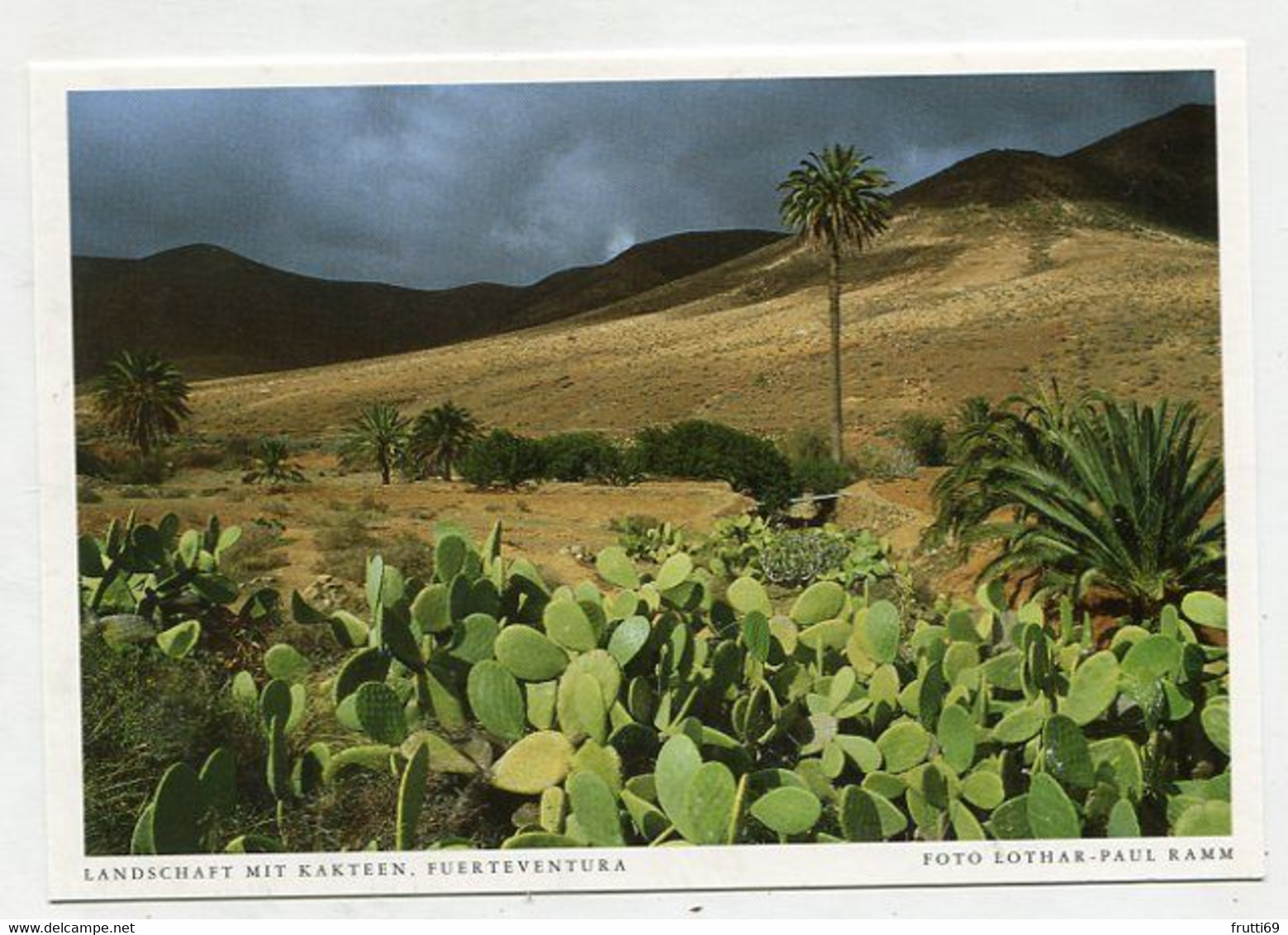AK 122018 SPAIN - Fuerteventura - Landschaft Mit Kakteen - Fuerteventura