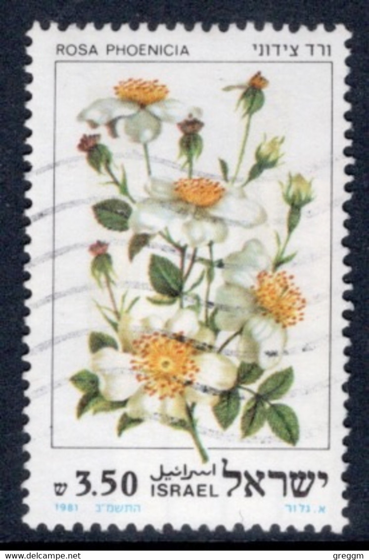 Israel 1981 Single Stamp From The Set Celebrating Roses In Fine Used - Usati (senza Tab)