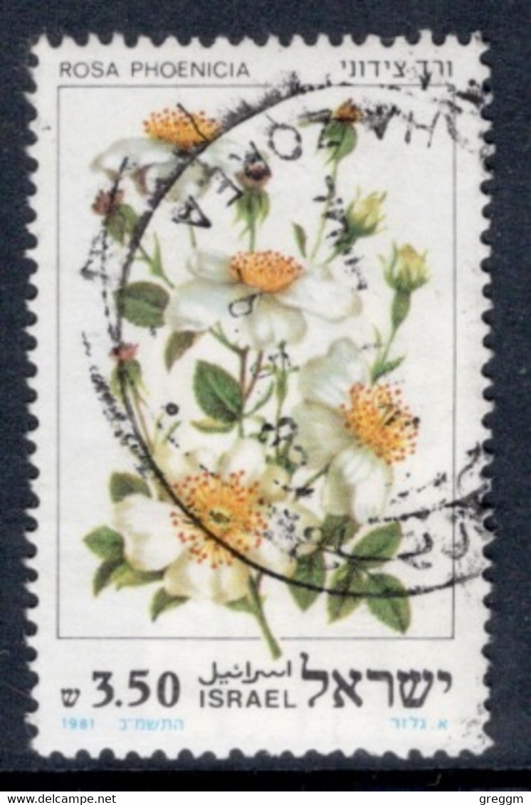Israel 1981 Single Stamp From The Set Celebrating Roses In Fine Used - Oblitérés (sans Tabs)