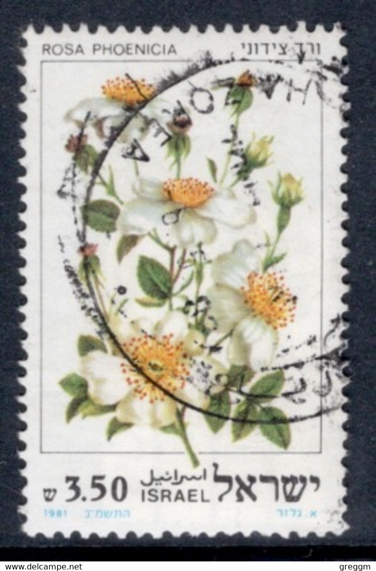 Israel 1981 Single Stamp From The Set Celebrating Roses In Fine Used - Usados (sin Tab)