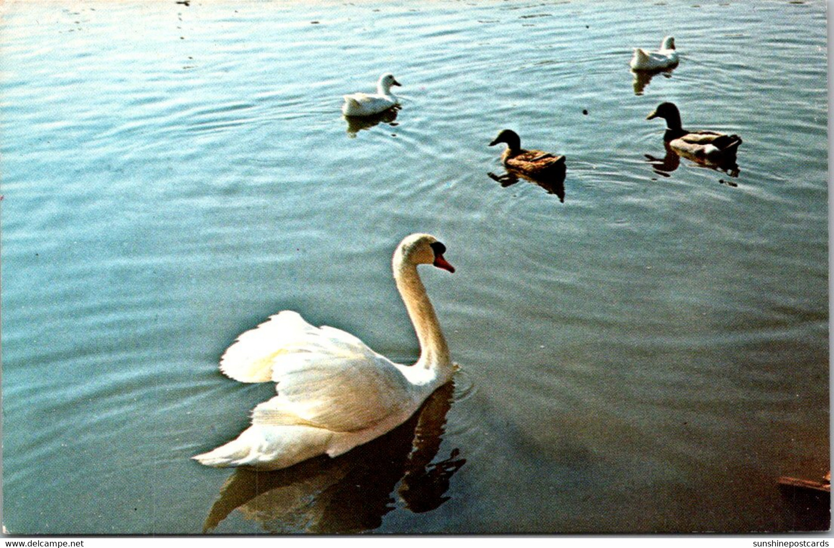Kentucky Bowling Green Beech Bend Park Lake Scene With Swan And Ducks - Bowling Green