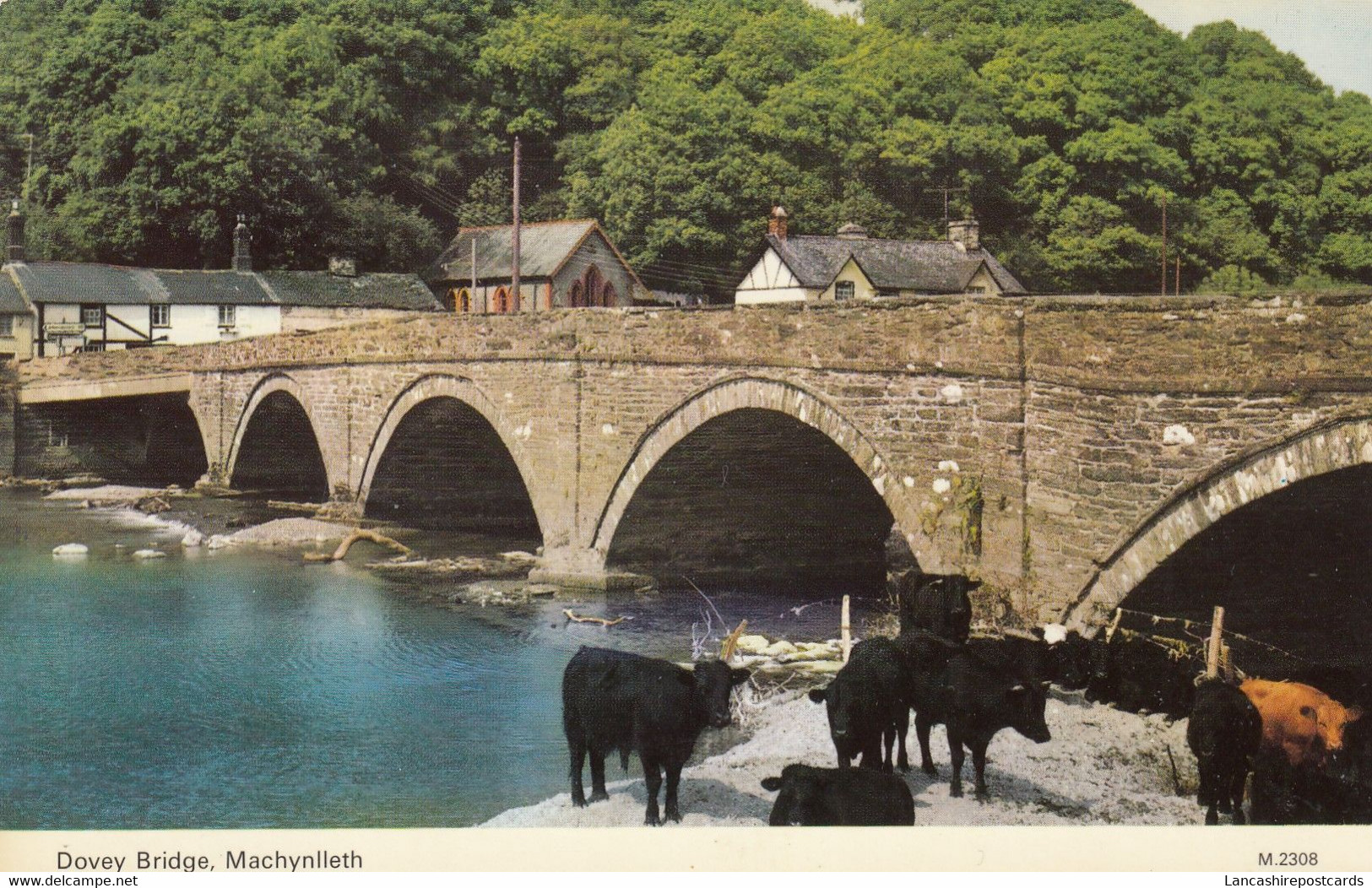 Postcard Dovey Bridge Machynlleth Montgomeryshire [ Cows ]  My Ref B14720 - Montgomeryshire