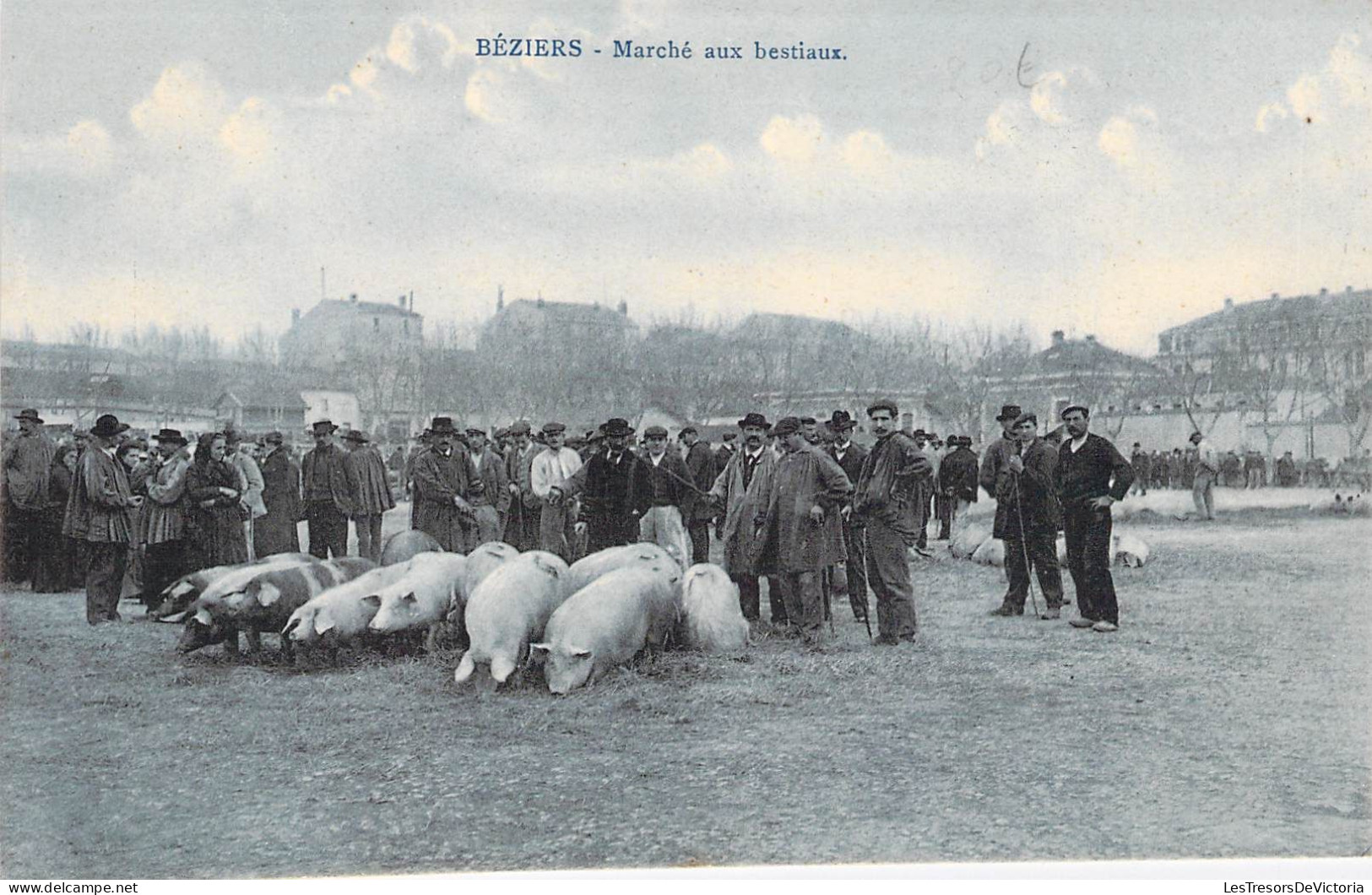 France - Béziers - Marché Aux Bestiaux - Hall Du Petit Méridional - Cochon - Animé - Carte Postale Ancienne - Beziers