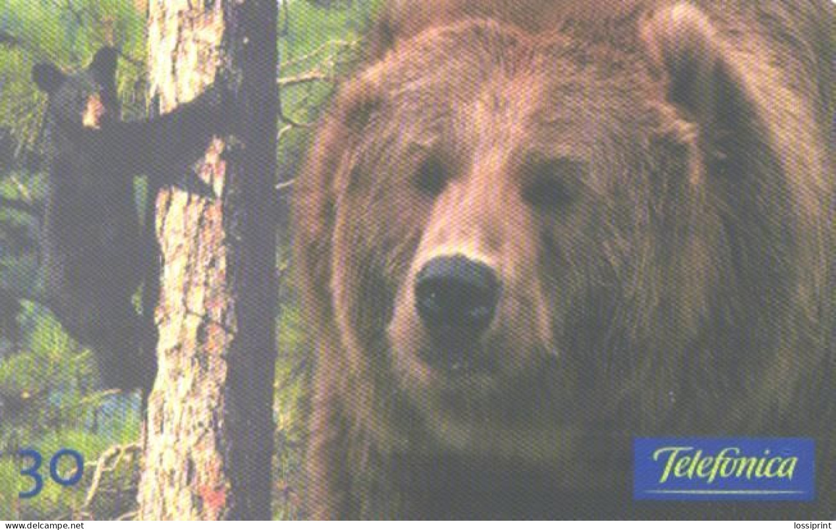 Brazil:Brasil:Used Phonecard, Telefonica, 30 Units, Bears, 2000 - Brasilien