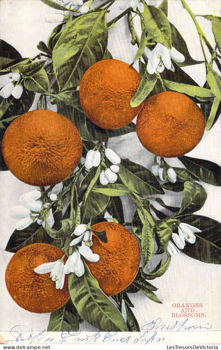 USA - ARIZONA - ORANGES And Blossoms - Carte Postale Ancienne - Sonstige & Ohne Zuordnung