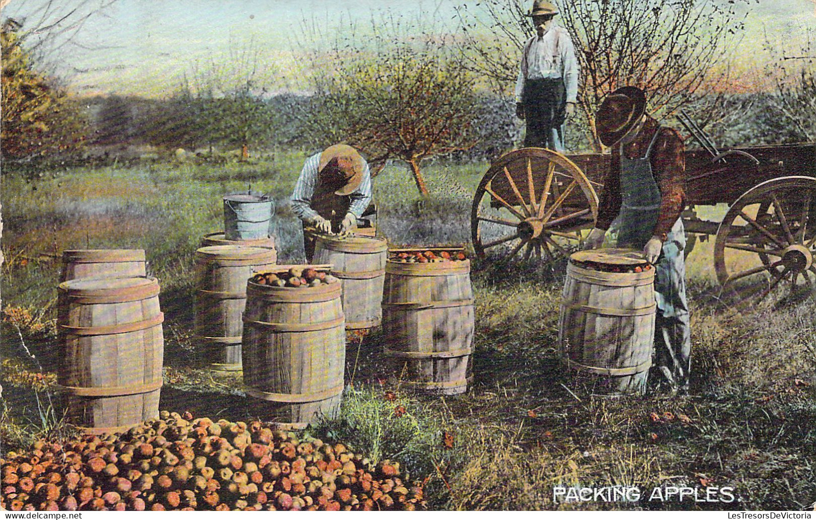 USA - ARIZONA - Packing Apples - Carte Postale Ancienne - Andere & Zonder Classificatie