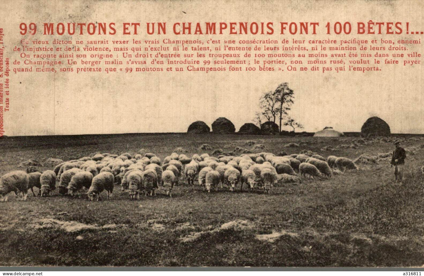 99 Moutons Et Un Champenois - Champagne - Ardenne