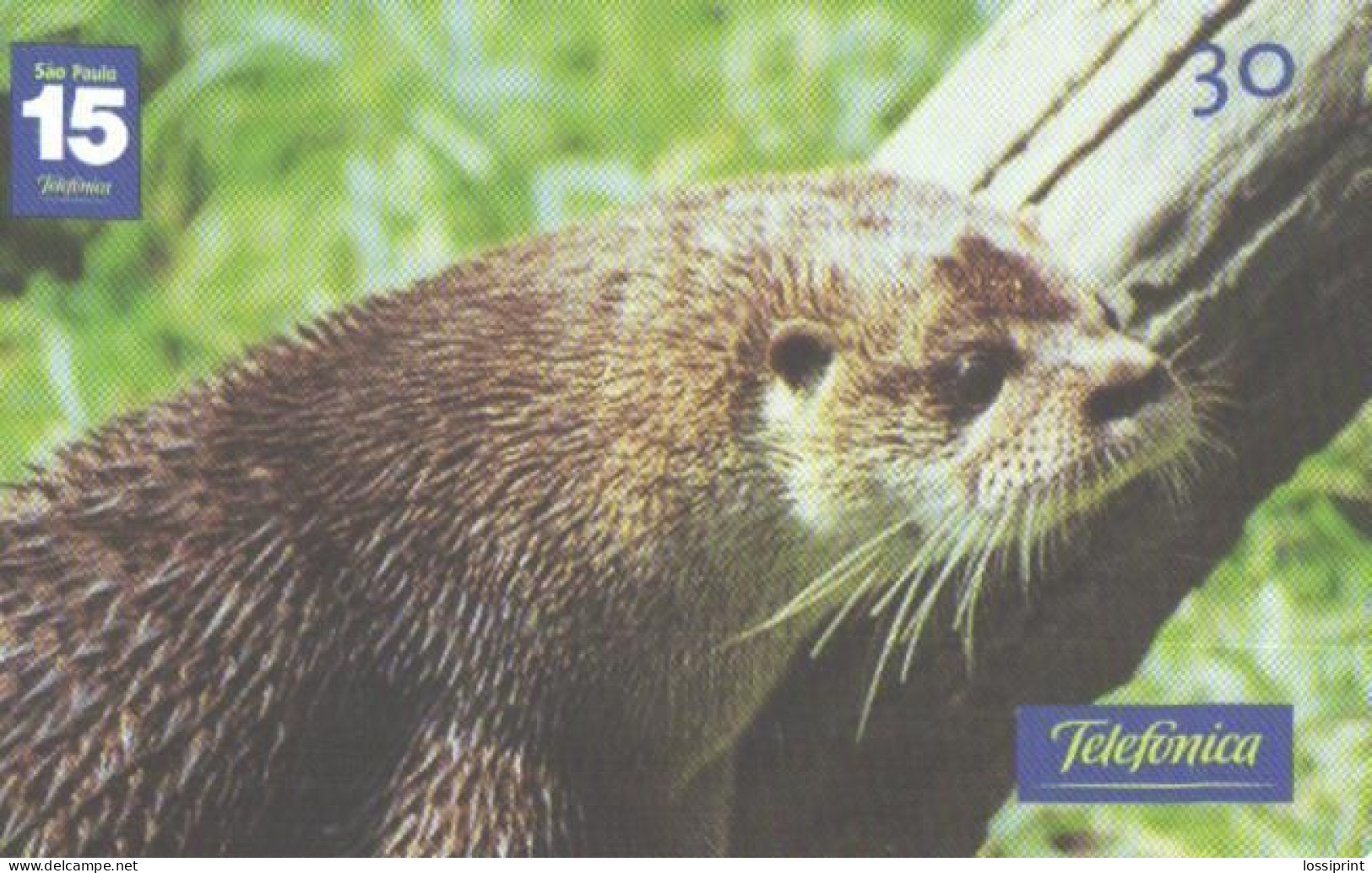 Brazil:Brasil:Used Phonecard, Telefonica, 30 Units, Otter, 2001 - Brasilien