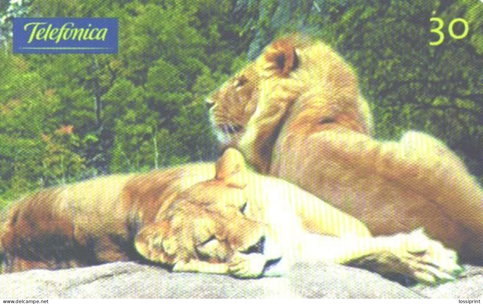 Brazil:Brasil:Used Phonecard, Telefonica, 30 Units, Lions, 2000 - Brasilien