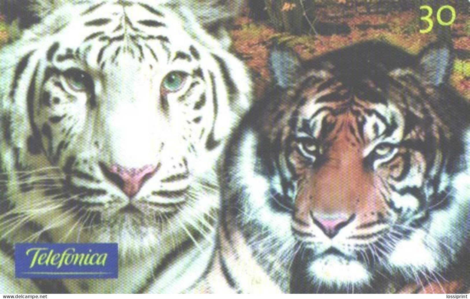 Brazil:Brasil:Used Phonecard, Telefonica, 30 Units, Tigers, 2000 - Brasilien