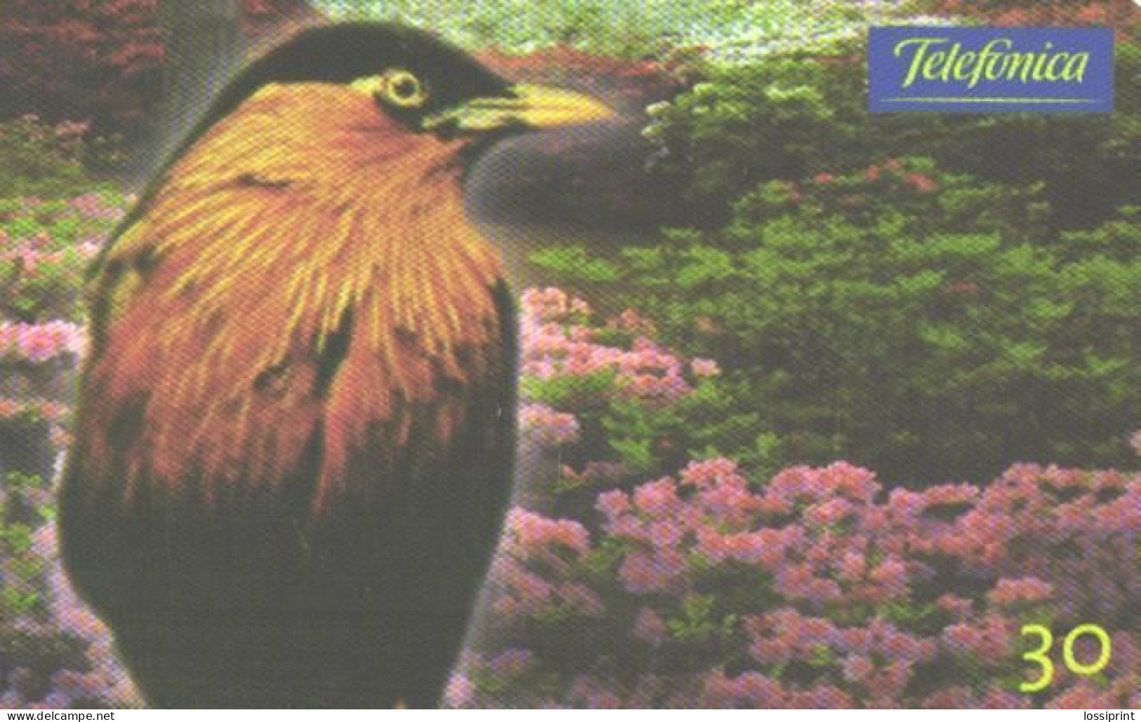 Brazil:Brasil:Used Phonecard, Telefonica, 30 Units, Bird, 2000 - Brasilien
