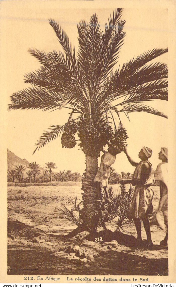 AFRIQUE - La Récolte Des Dattes Dans Le Sud - Publicité Chocolat CARDON Cambrai - Carte Postale Ancienne - Unclassified