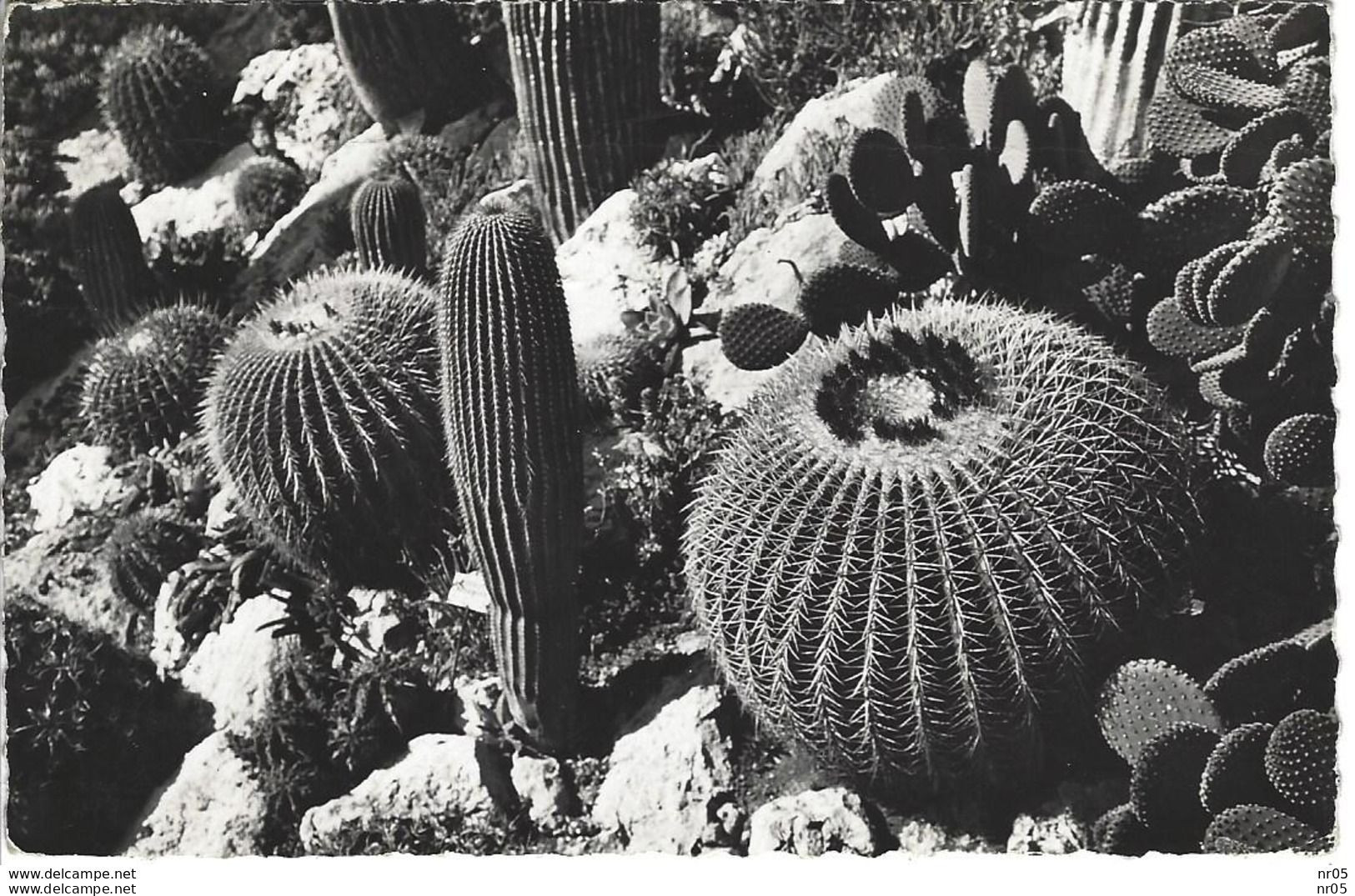 PLANTES GRASSES : Raquettes, Coussins De Belle Mere Et Candelabres Au Jardin Exotique De La Principauté De Monaco - Cactussen