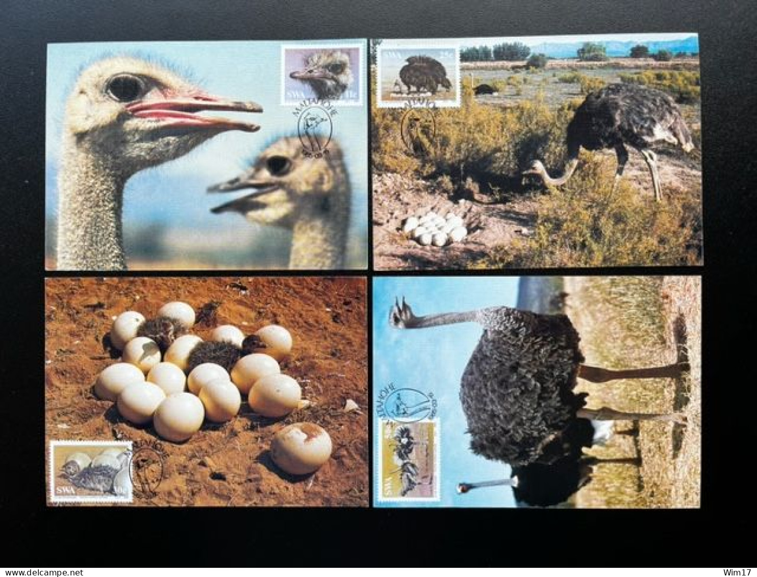 SOUTH WEST AFRICA SWA 1985 OSTRICHES SET OF 4 MAXIMUM CARDS - Avestruces