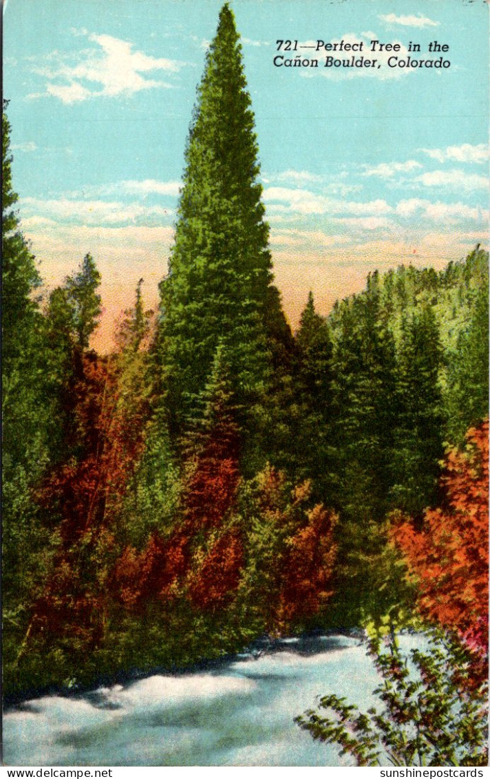 Colorado Boulder Perfect Tree In The Canyon - Rocky Mountains